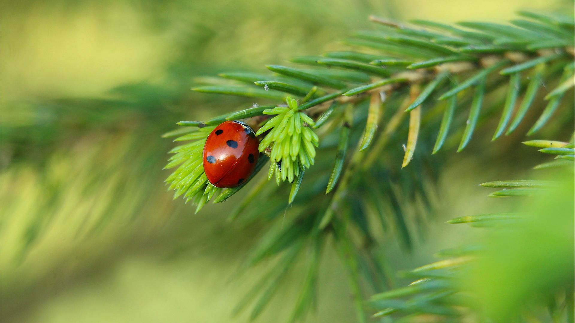 风景壁纸_木鱼小栈壁纸