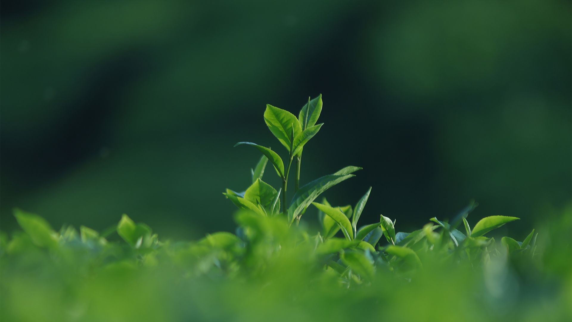 风景壁纸_木鱼小栈壁纸