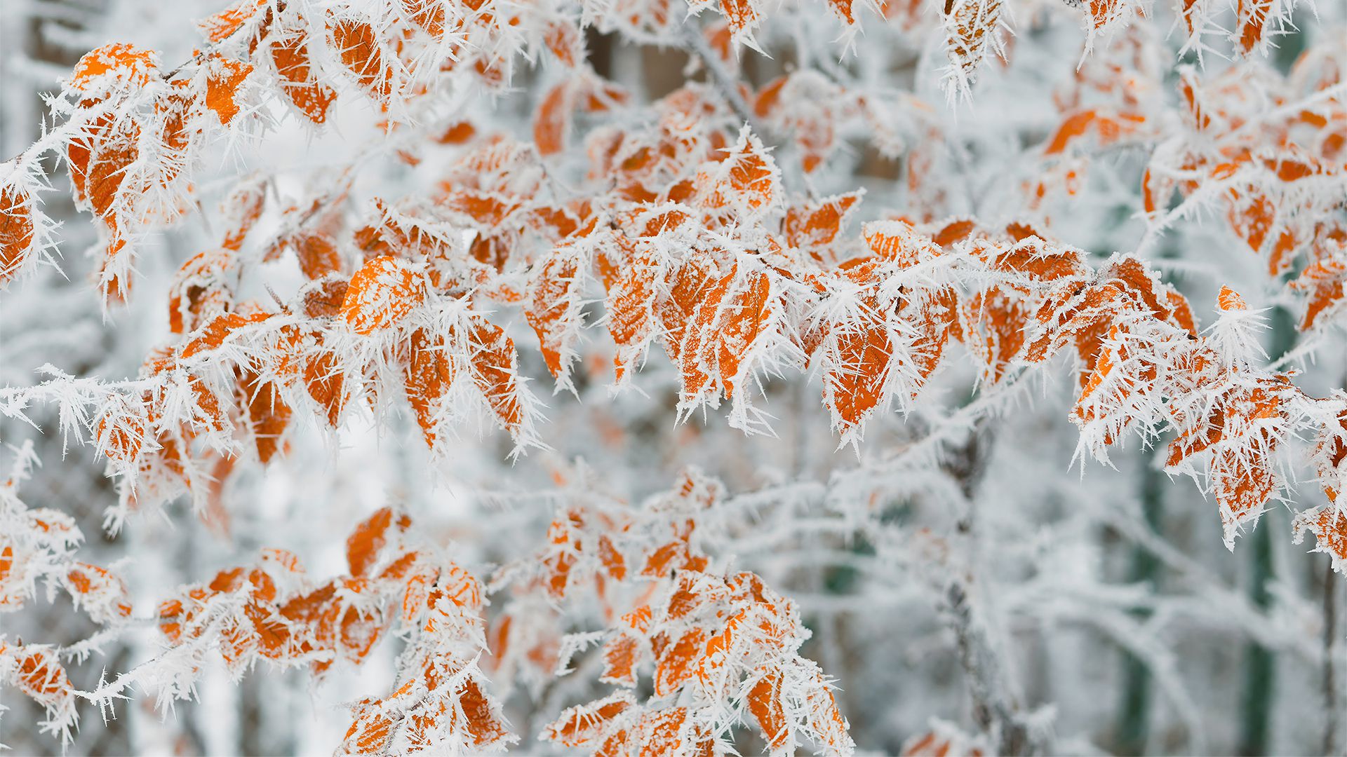 风景壁纸_木鱼小栈壁纸
