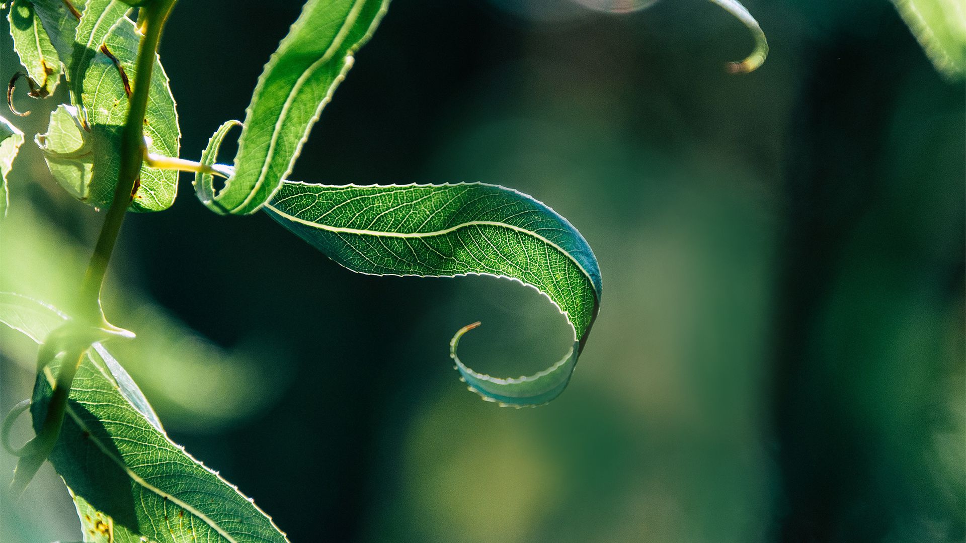 风景壁纸_木鱼小栈壁纸