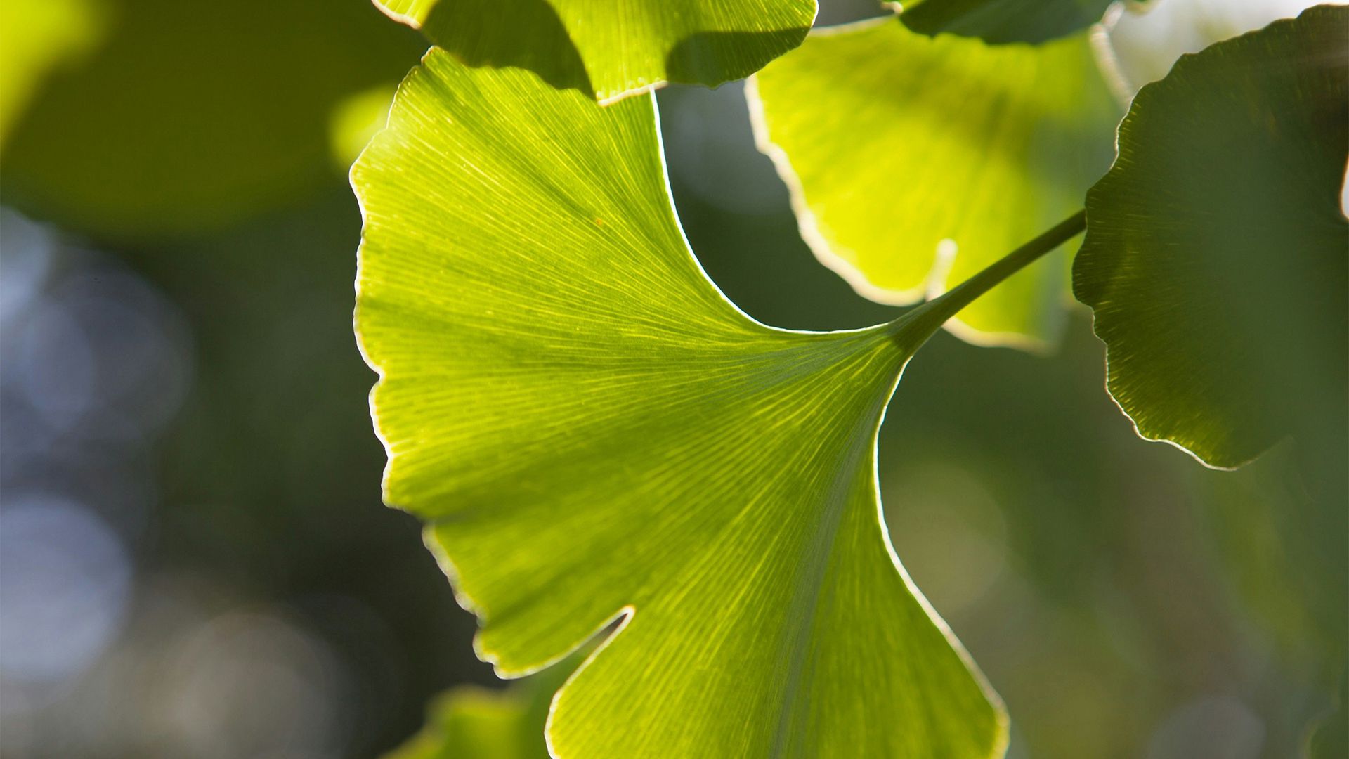风景壁纸_木鱼小栈壁纸