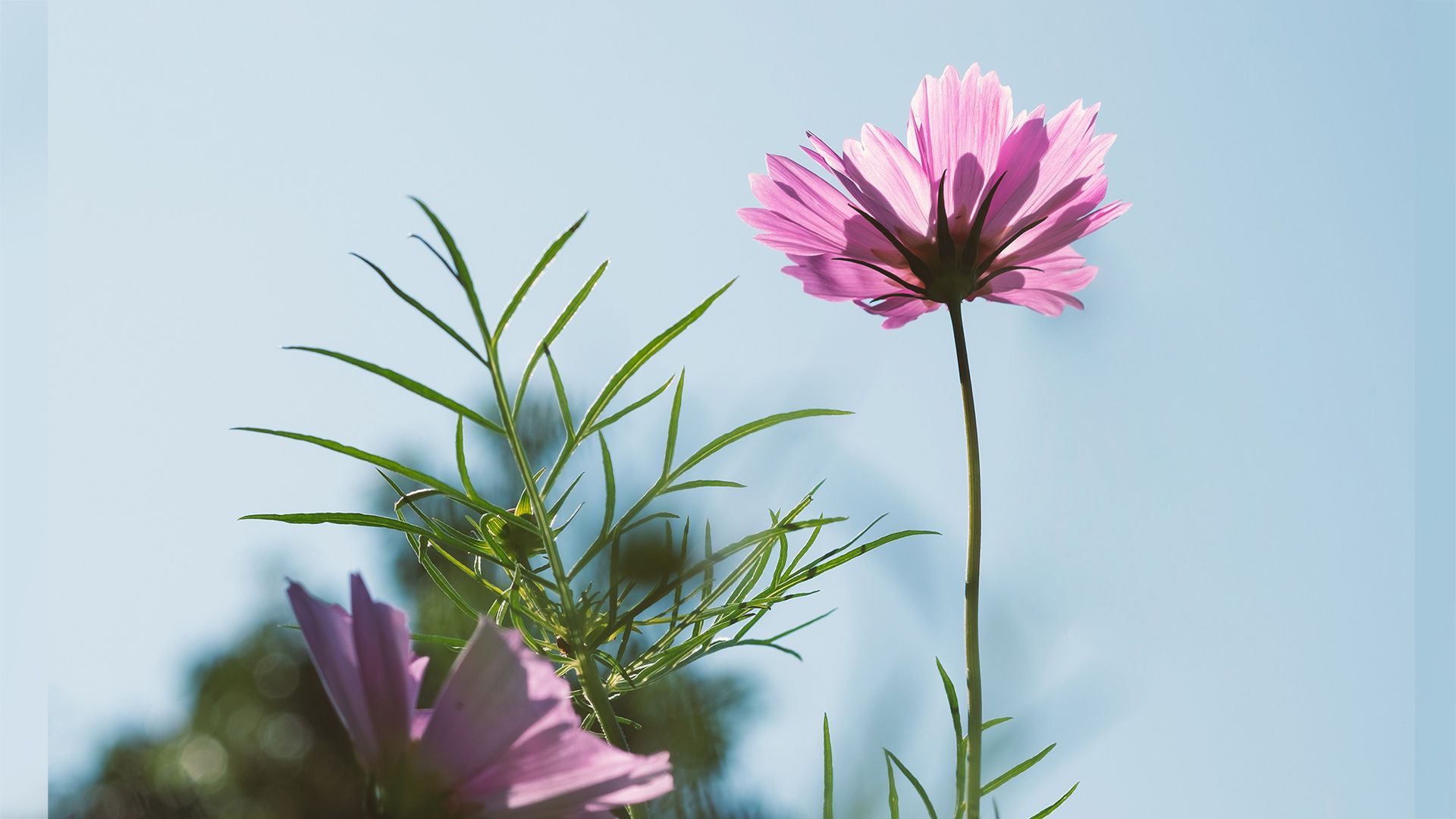 风景壁纸_木鱼小栈壁纸