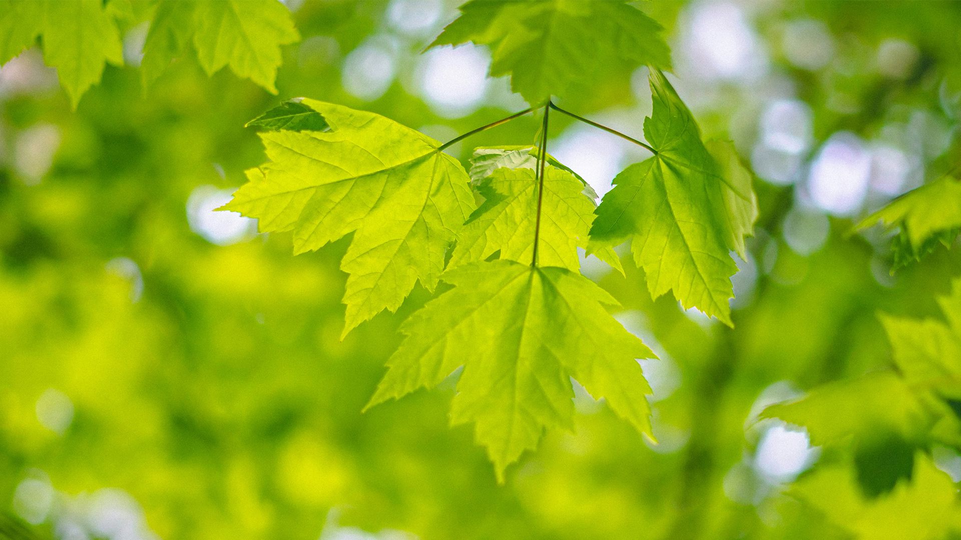 风景壁纸_木鱼小栈壁纸