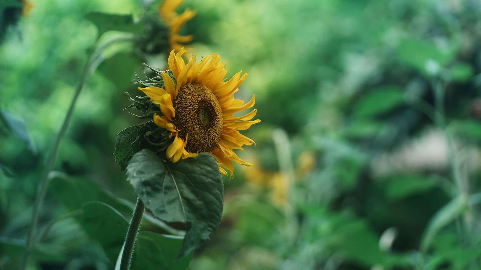 风景壁纸_木鱼小栈壁纸