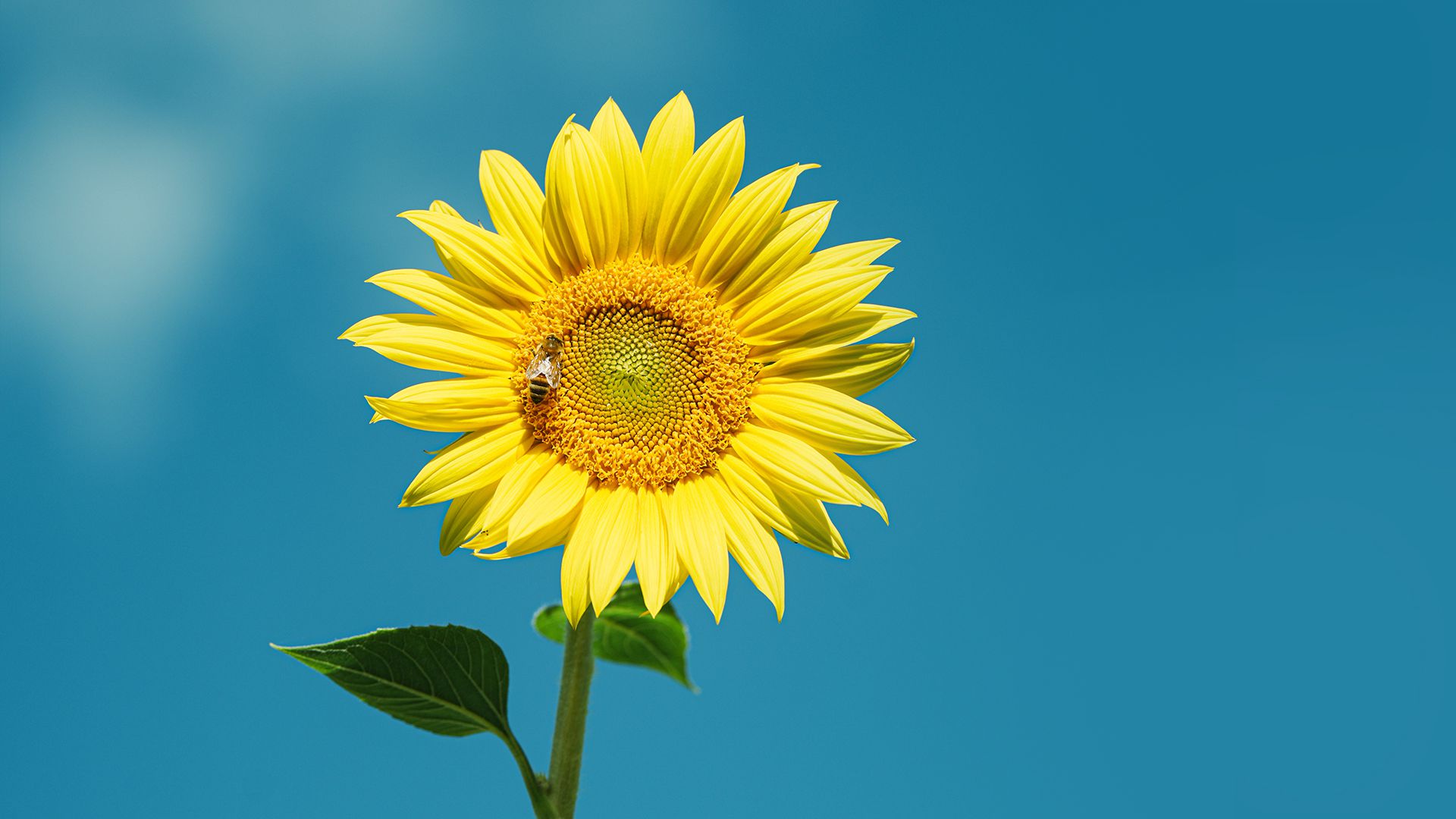 风景壁纸_木鱼小栈壁纸