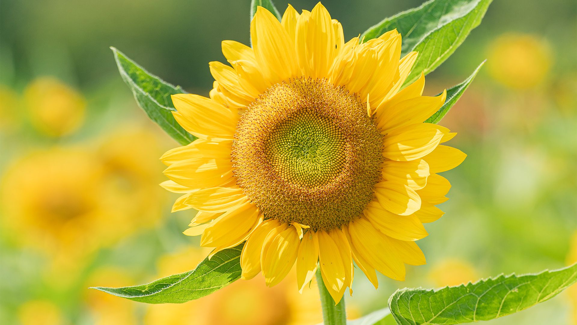 风景壁纸_木鱼小栈壁纸