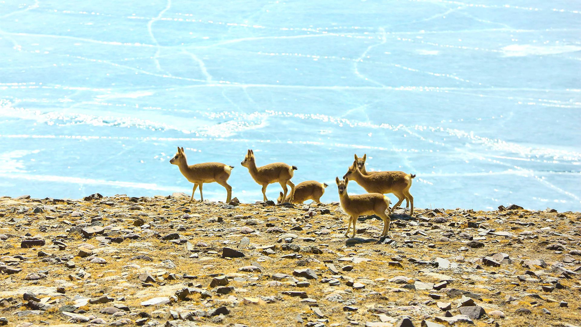 萌物壁纸_木鱼小栈壁纸
