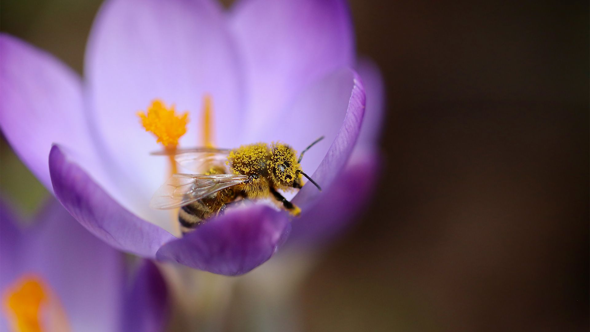 萌物壁纸_木鱼小栈壁纸
