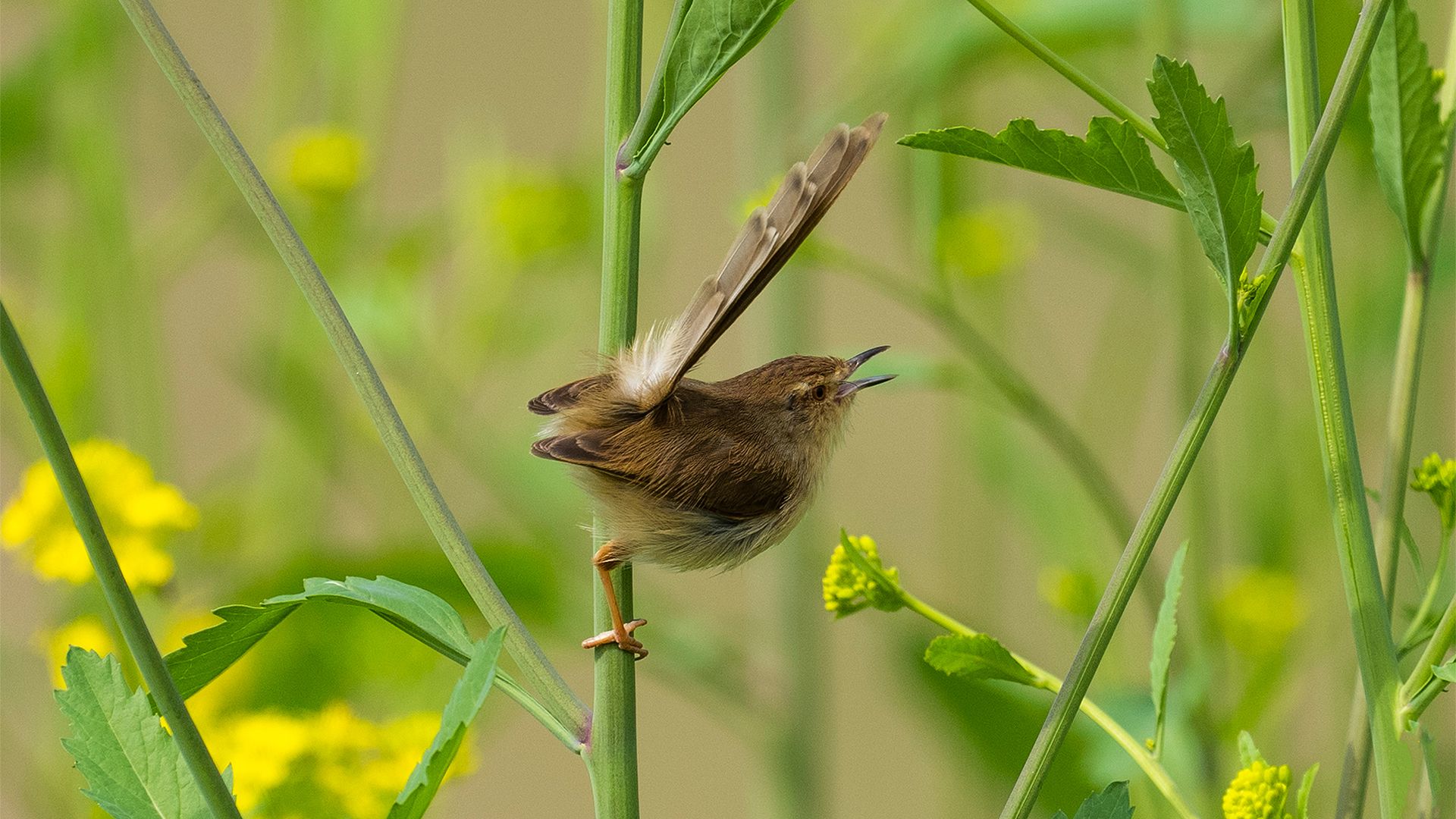 萌物壁纸_木鱼小栈壁纸