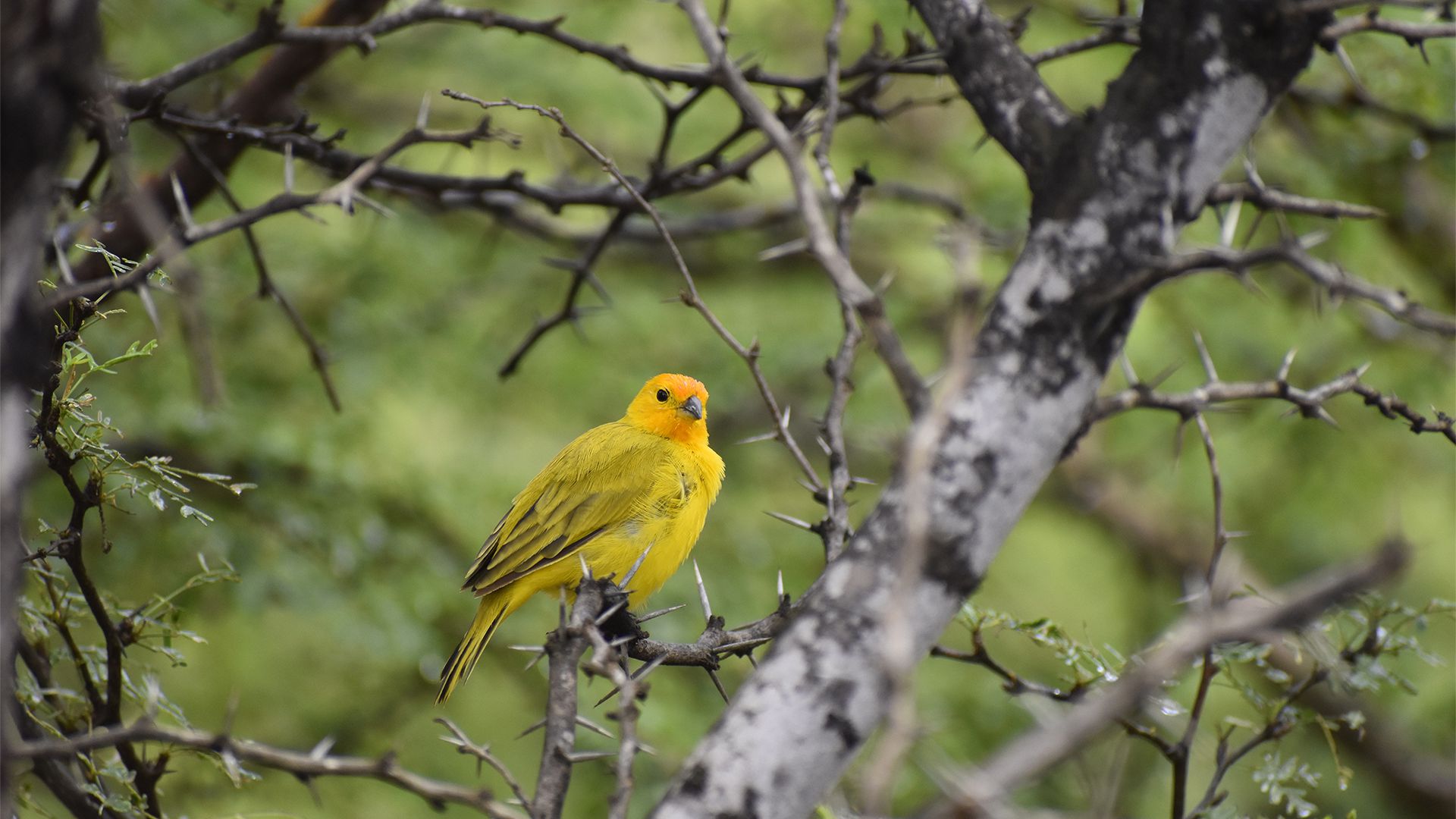 萌物壁纸_木鱼小栈壁纸