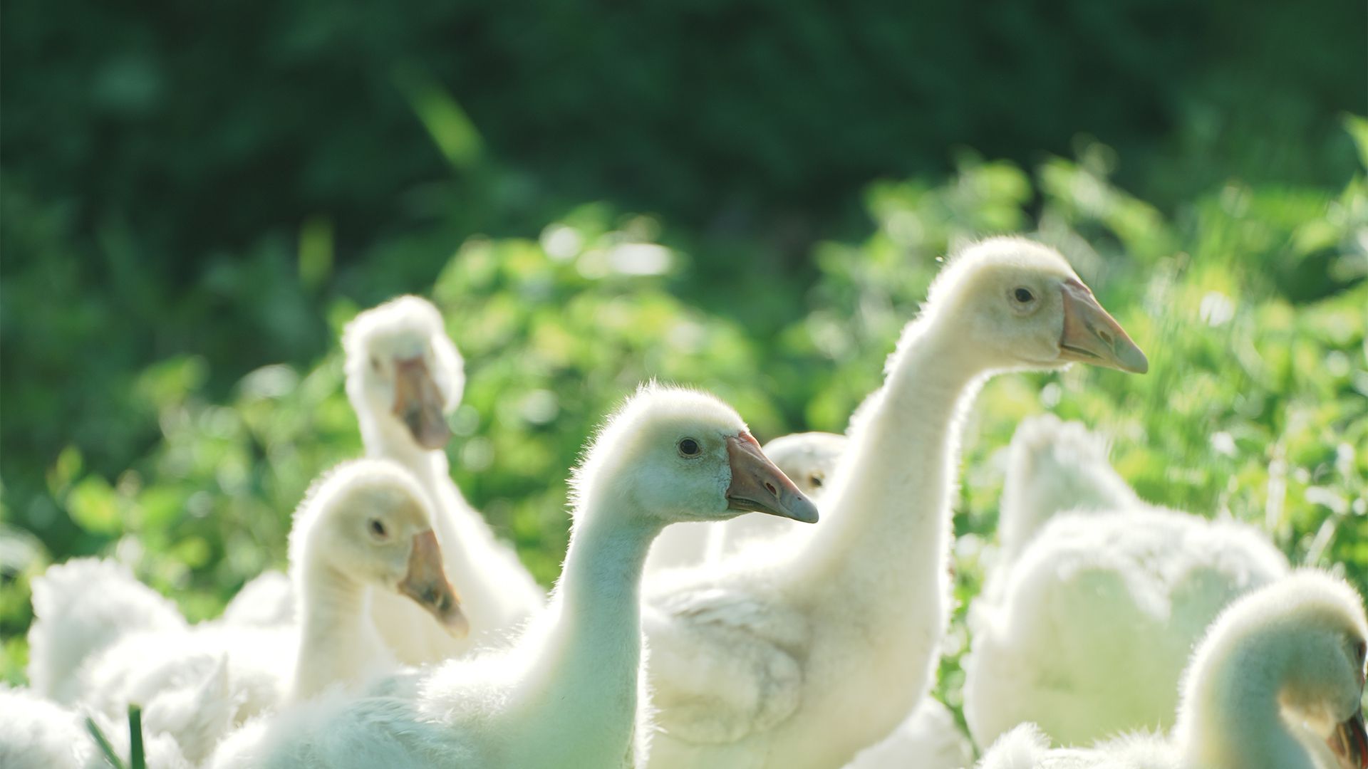 萌物壁纸_木鱼小栈壁纸