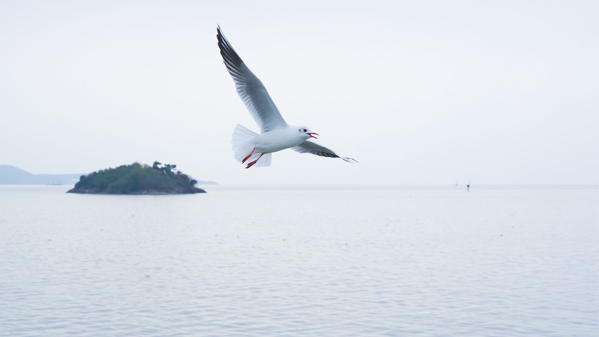 萌物壁纸_木鱼小栈壁纸
