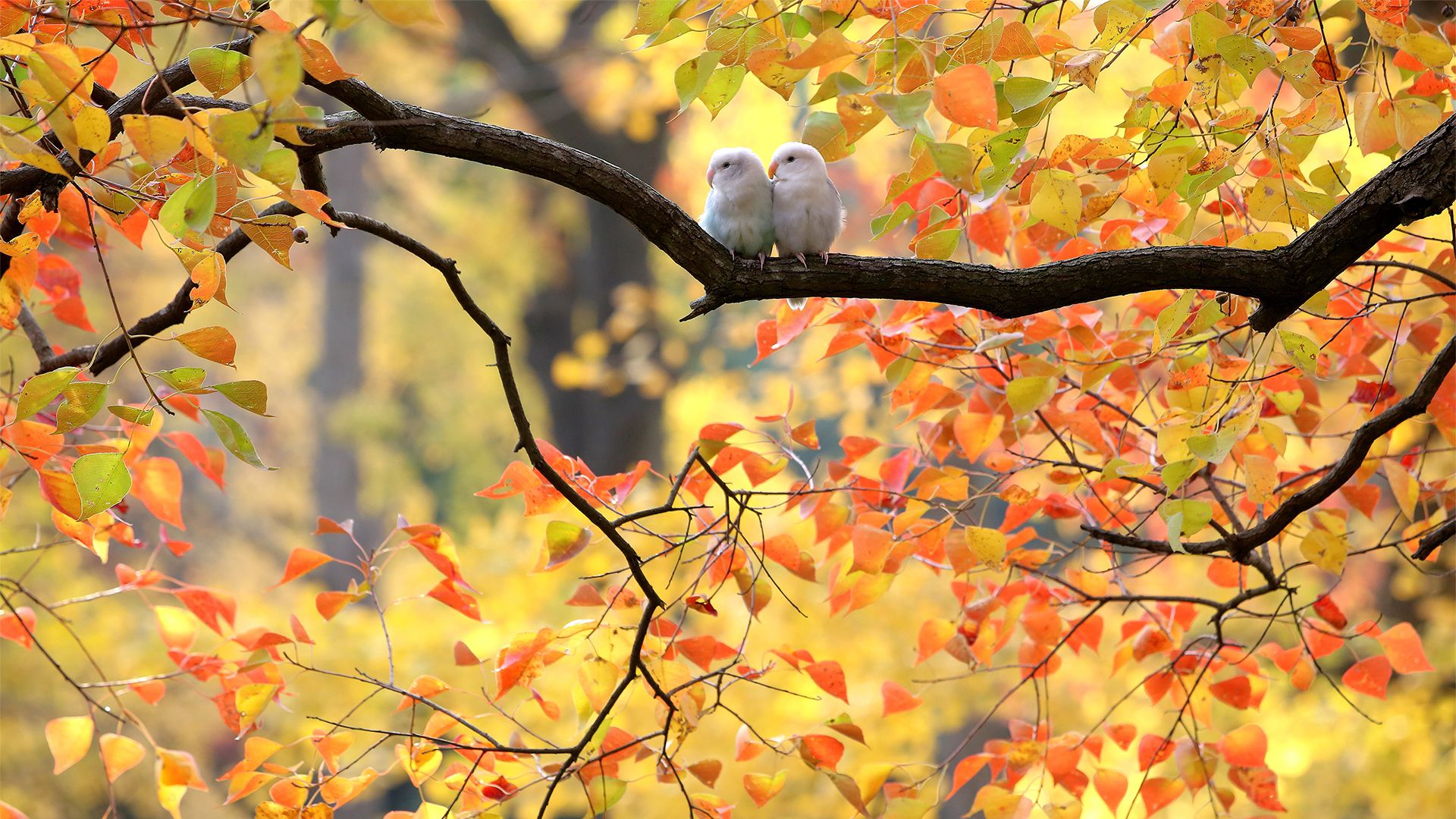 萌物壁纸_木鱼小栈壁纸