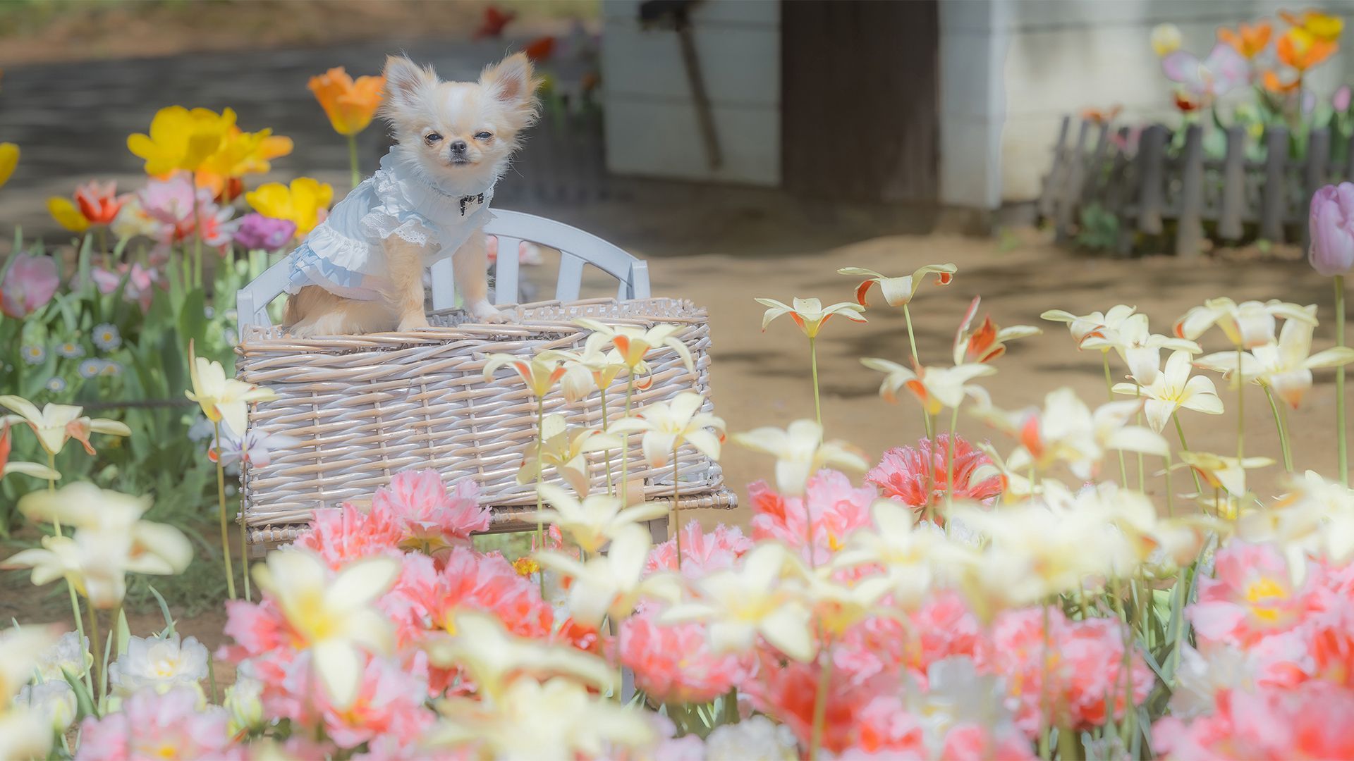 萌物壁纸_木鱼小栈壁纸