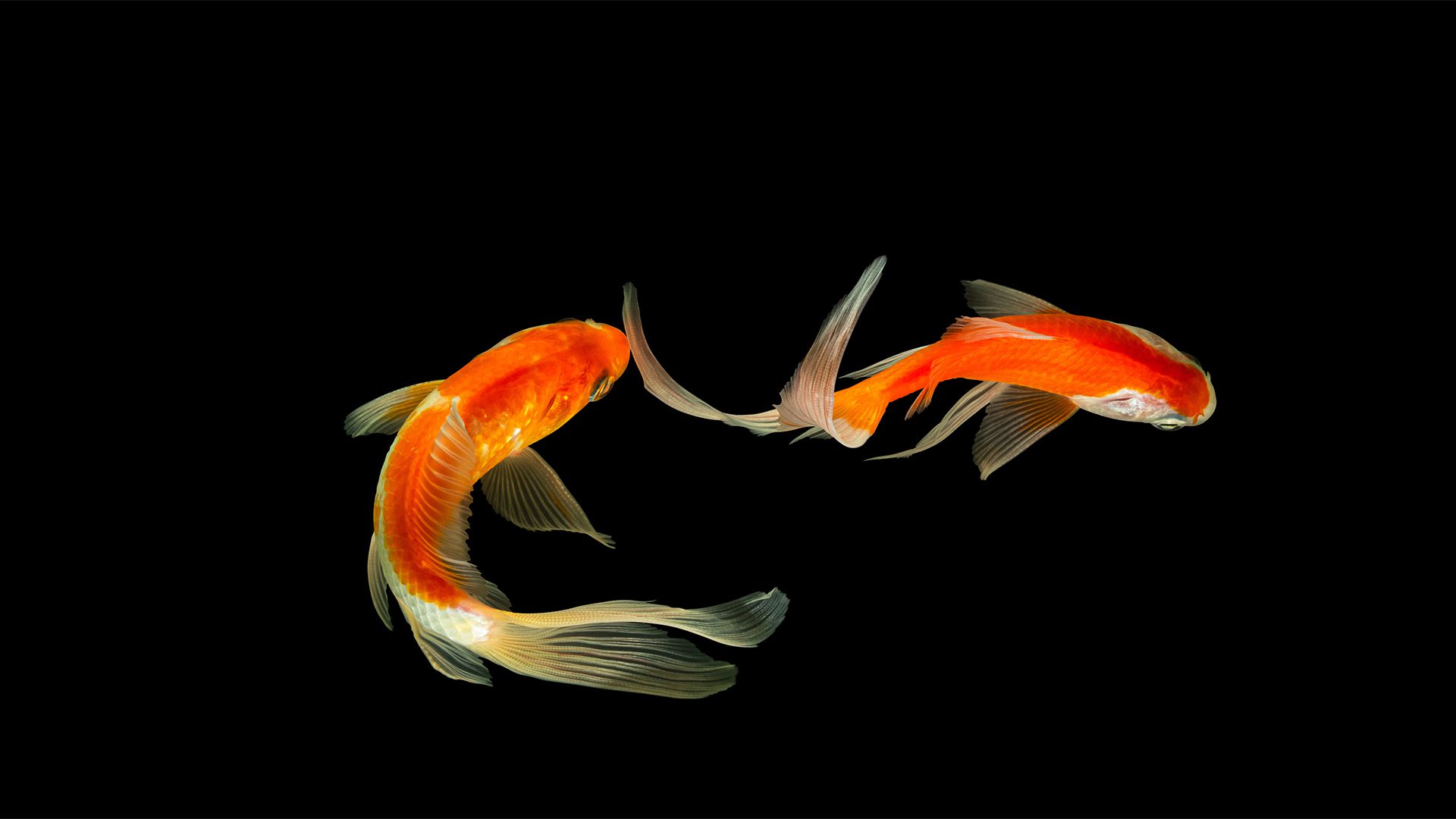 萌物壁纸_木鱼小栈壁纸