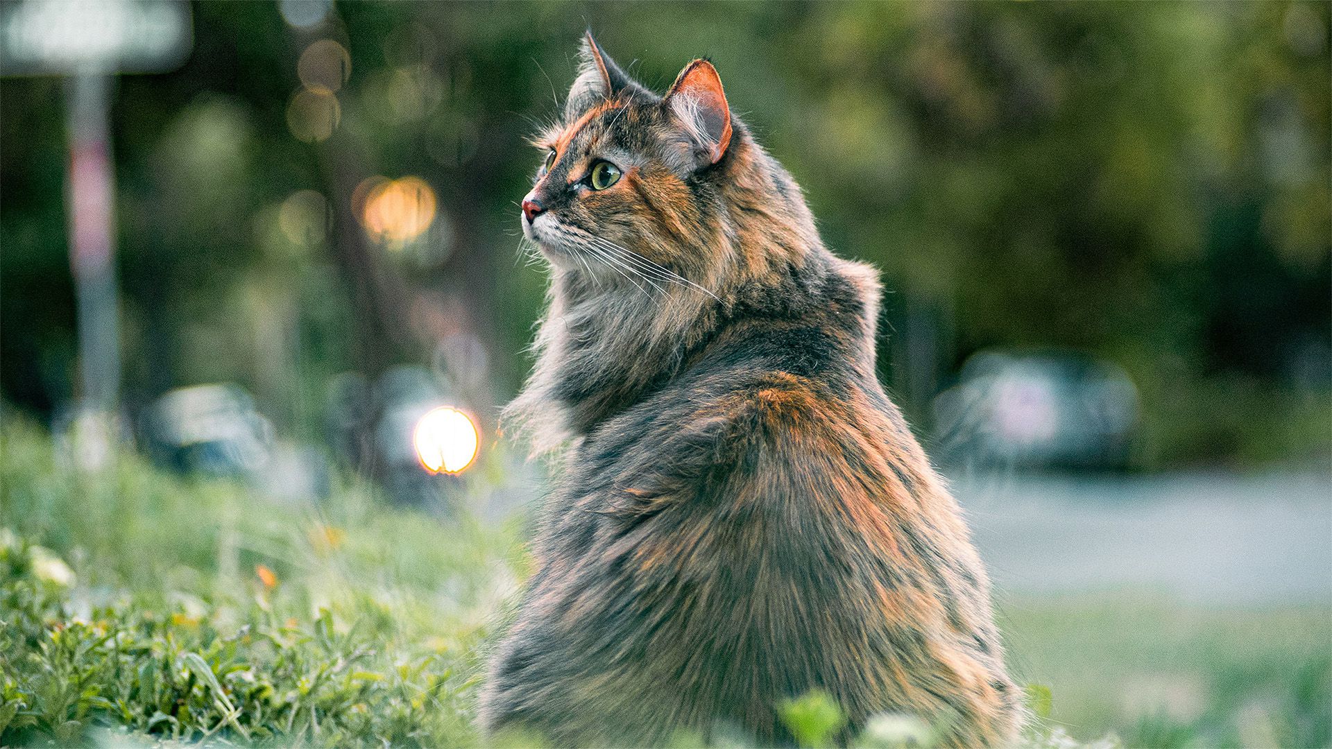 萌物壁纸_木鱼小栈壁纸