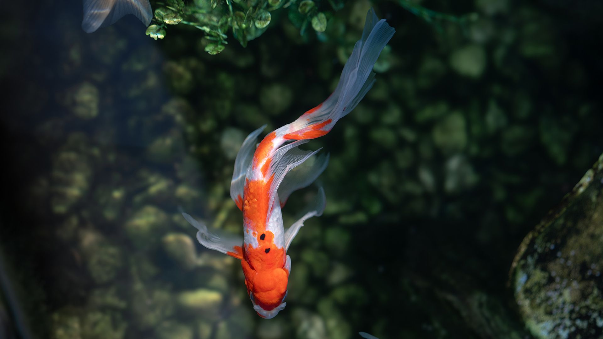 萌物壁纸_木鱼小栈壁纸