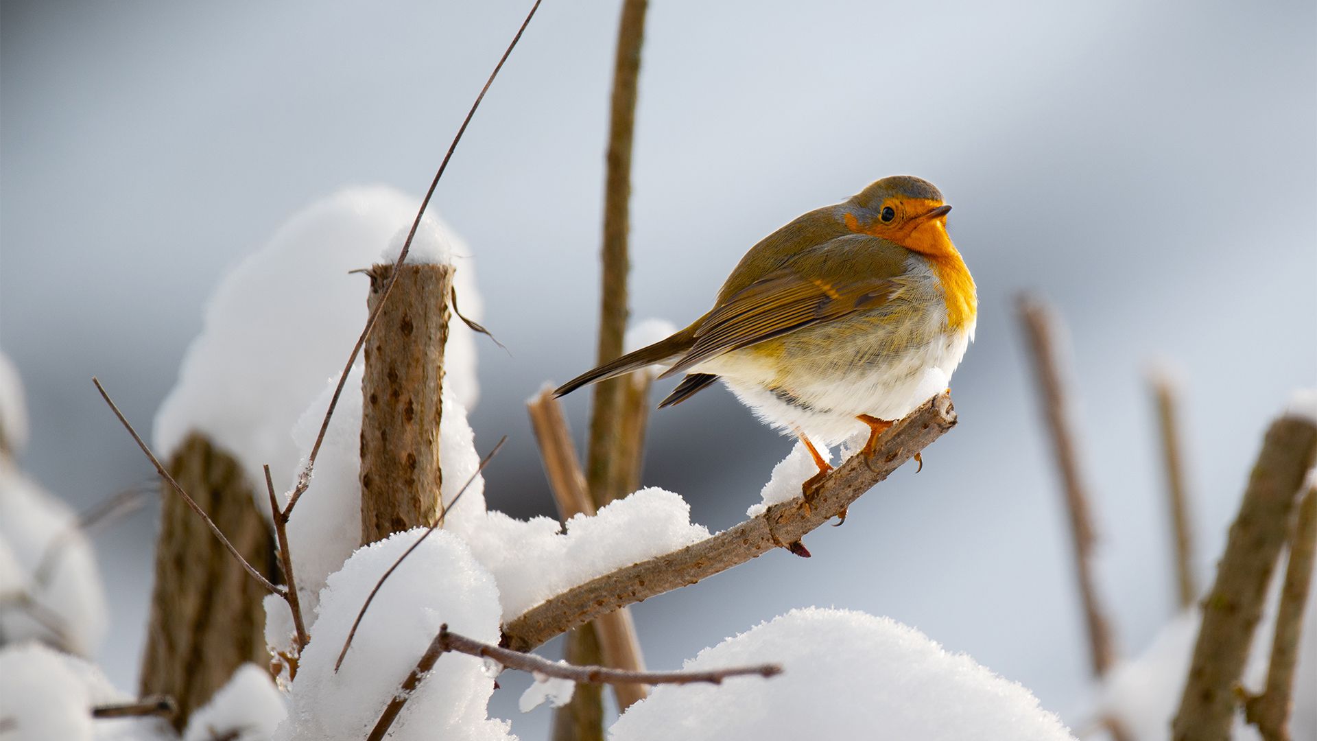 萌物壁纸_木鱼小栈壁纸