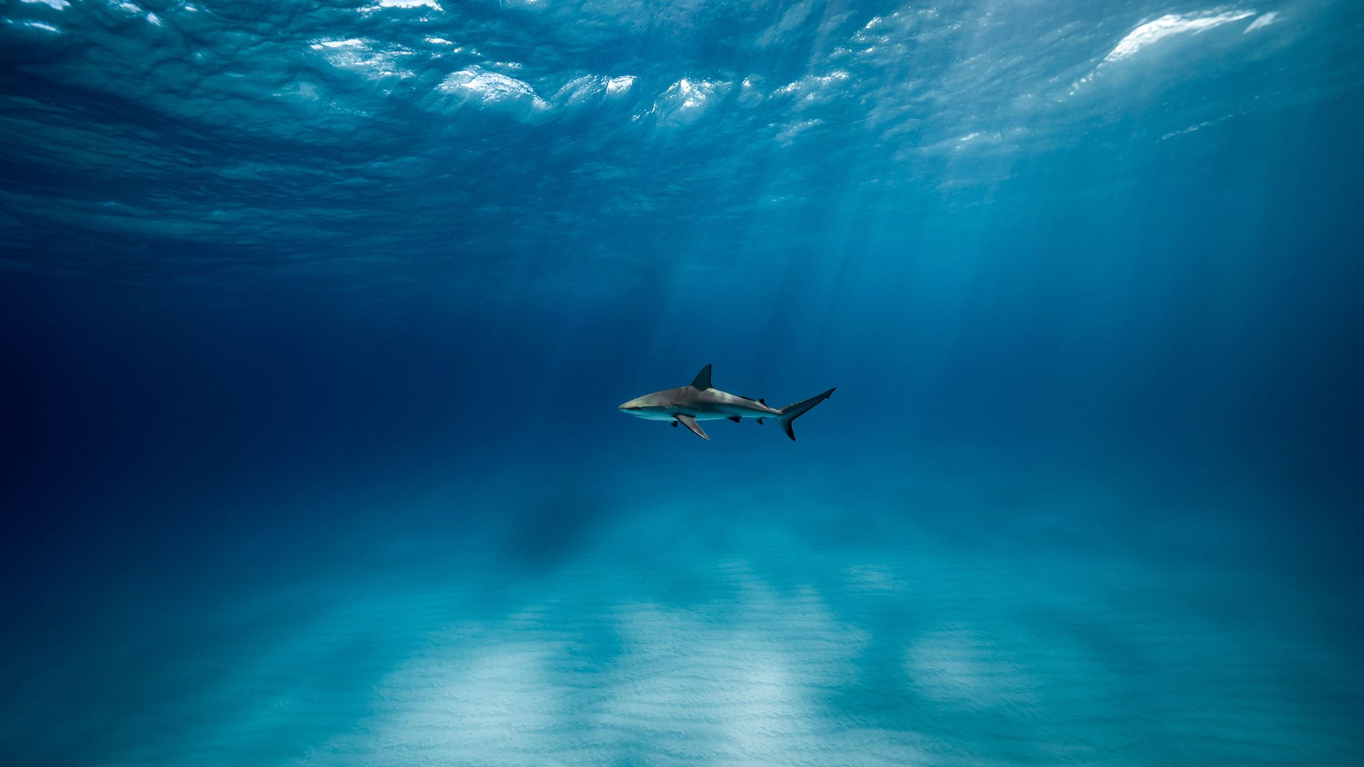 萌物壁纸_木鱼小栈壁纸