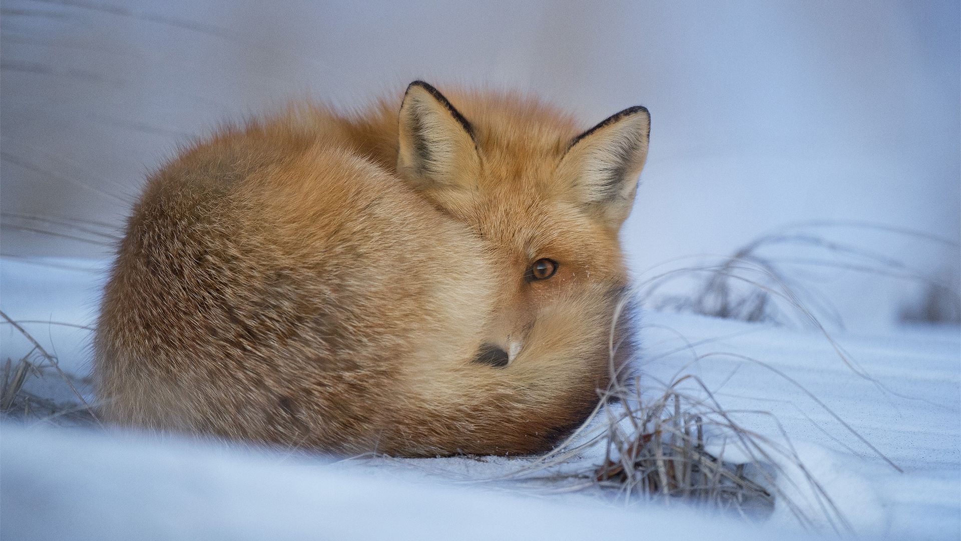 萌物壁纸_木鱼小栈壁纸