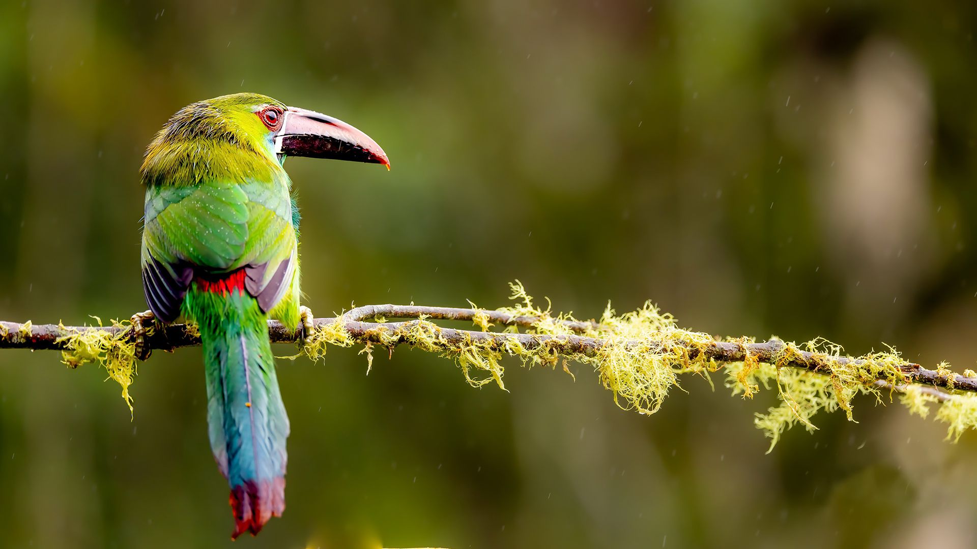 萌物壁纸_木鱼小栈壁纸