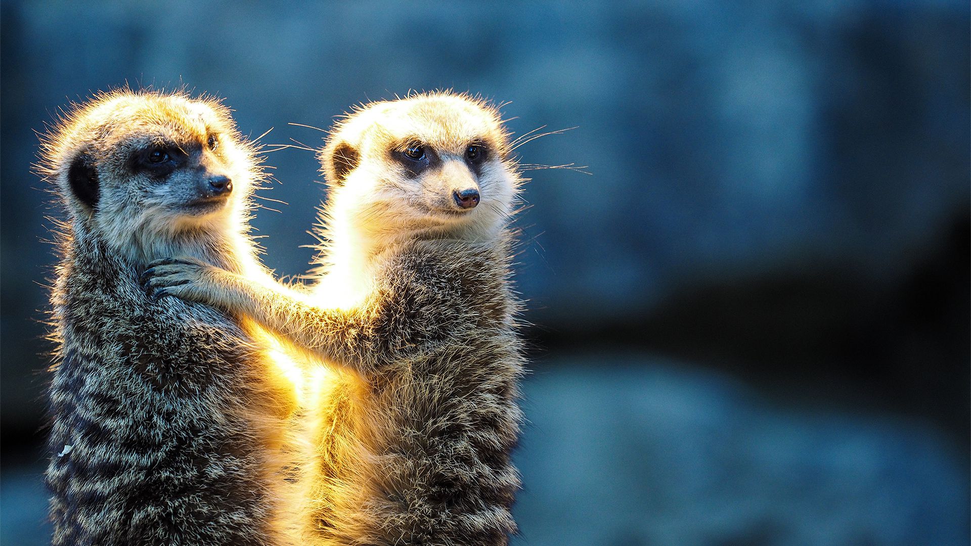 萌物壁纸_木鱼小栈壁纸