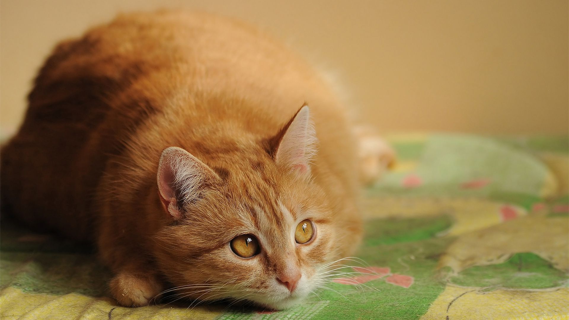 萌物壁纸_木鱼小栈壁纸