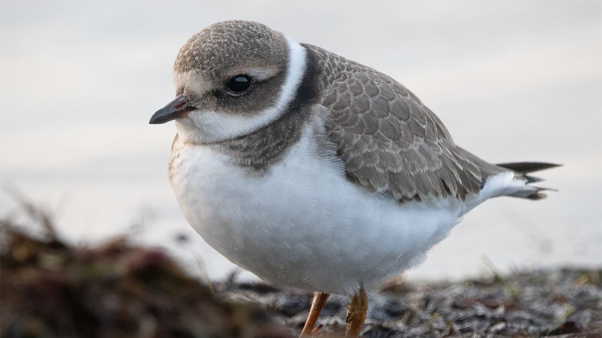 萌物壁纸_木鱼小栈壁纸
