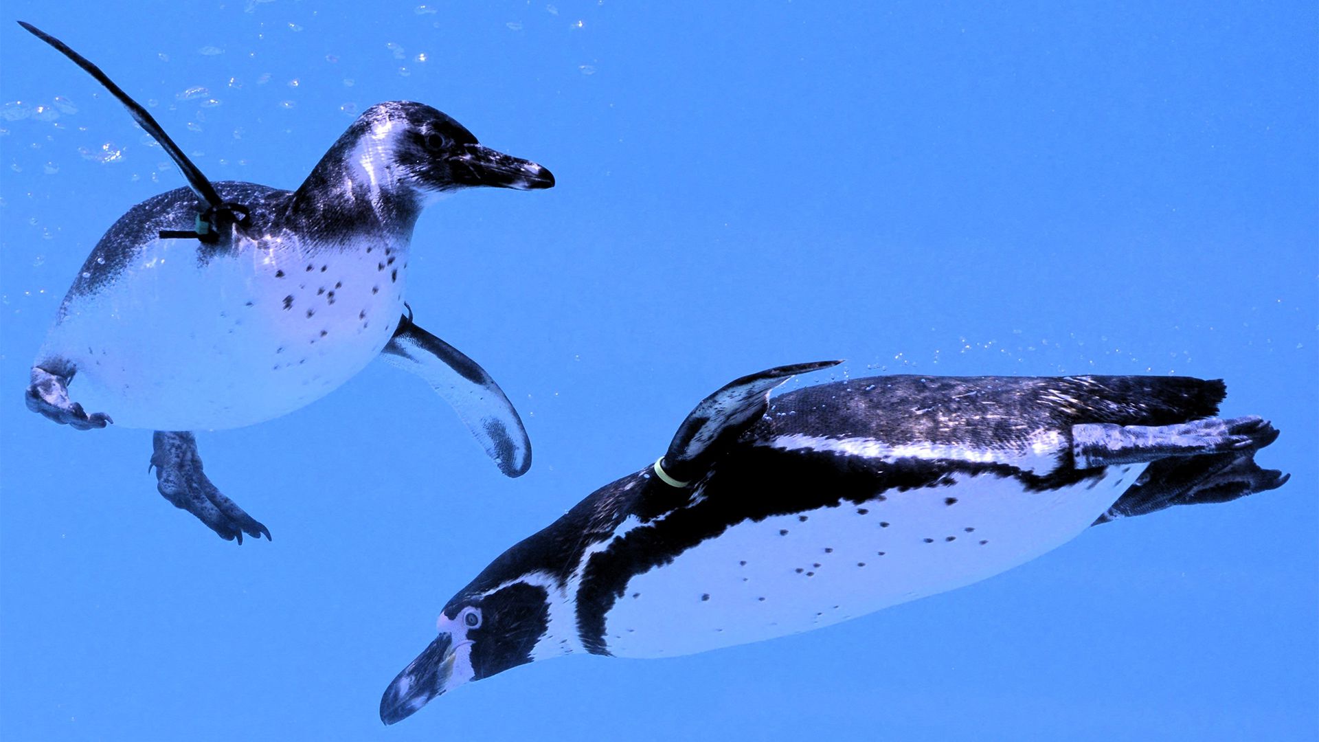 萌物壁纸_木鱼小栈壁纸