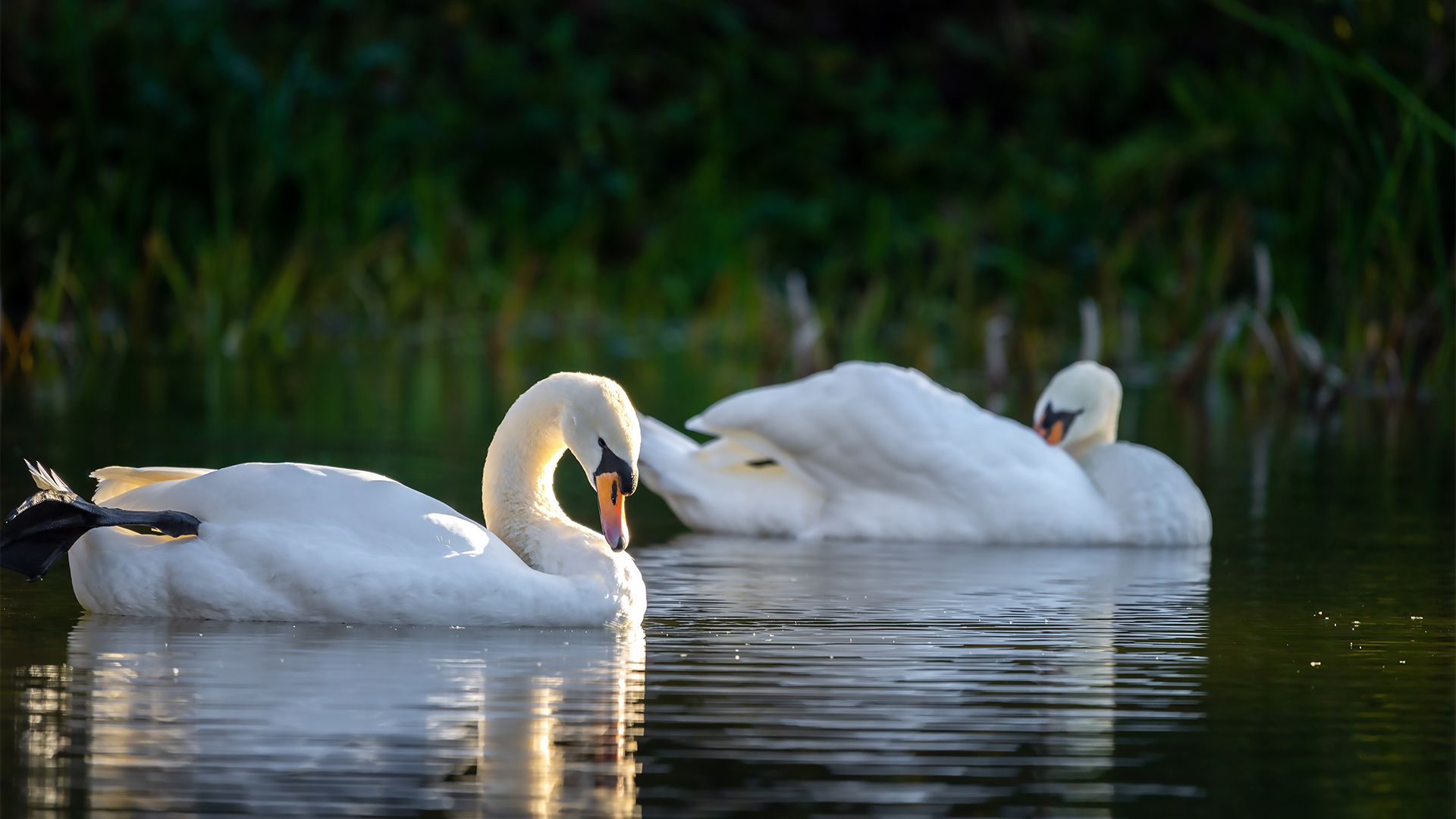 萌物壁纸_木鱼小栈壁纸