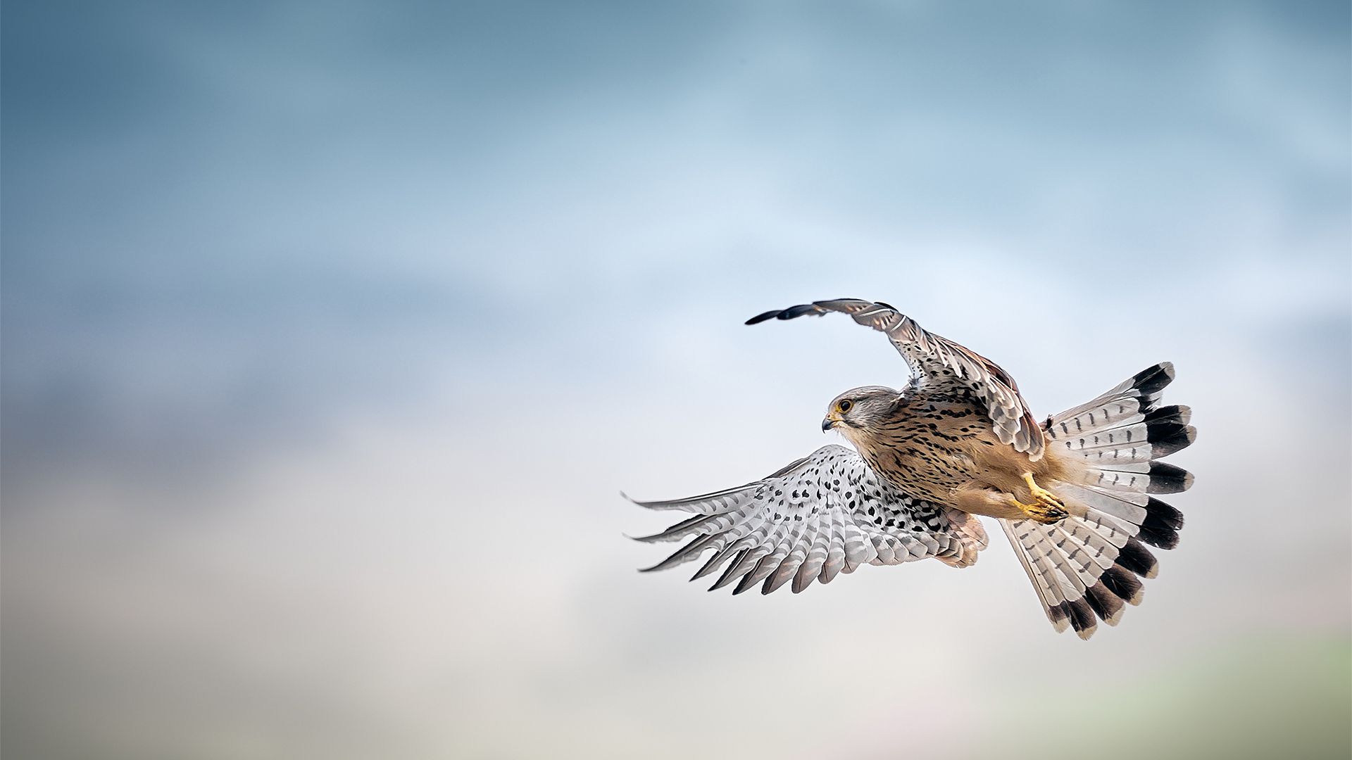 萌物壁纸_木鱼小栈壁纸